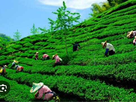 विपतमा परेका चिया किसानलाई राहत प्रदान