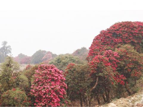 तिनजुरेमा ढकमक्क फुल्यो गुराँस